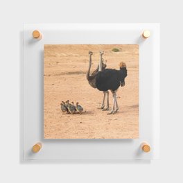 South Africa Photography - Ostrich Parents With Their Children Floating Acrylic Print