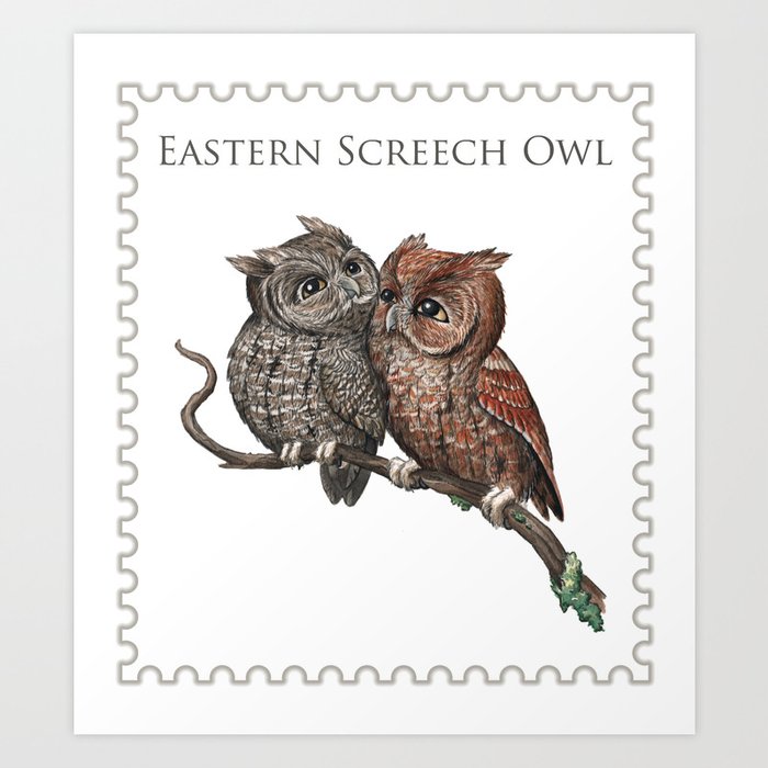 Eastern Screech Owl (Megascops asio) Art Print