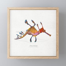 Weedy seadragon scientific illustration art print Framed Mini Art Print
