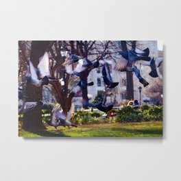 Pigeons in Flight Metal Print