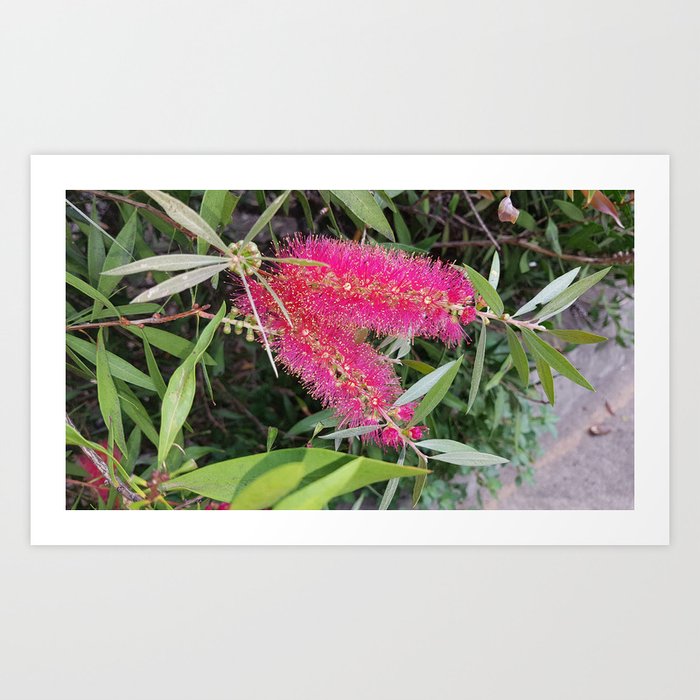 Pink Bottlebrush Flower (Callistemon) Art Print
