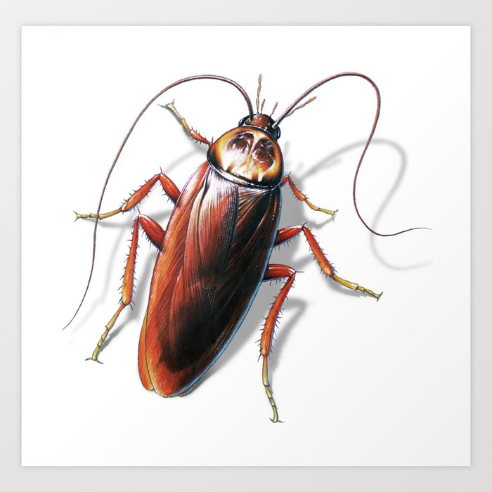 Cockroach Art Print