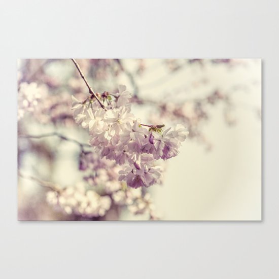 Cherries in bloom Canvas Print