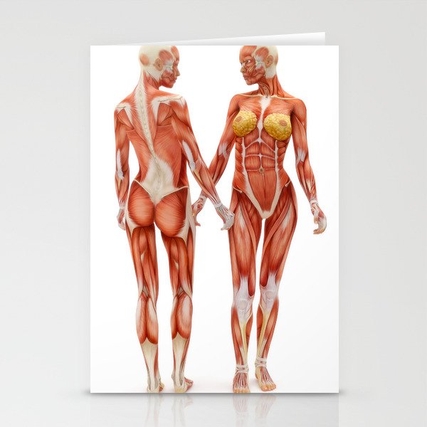 Female muscle system Stationery Cards