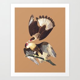 Caracara Eagles by Audubon Art Print