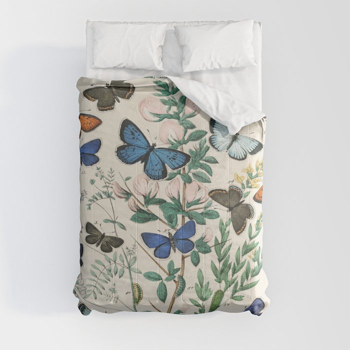 Vintage Scientific Illustration Butterfly Botanical Floral Lithograph