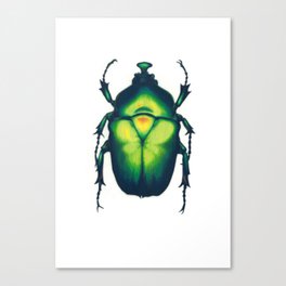 Chafer Beetle Canvas Print