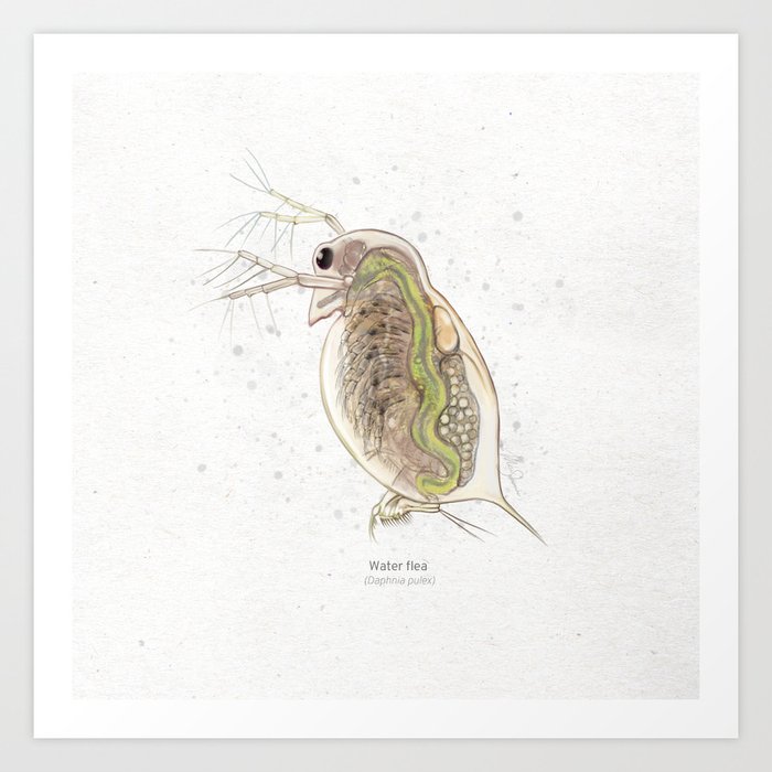 Water flea (Daphnia pulex) art print Art Print