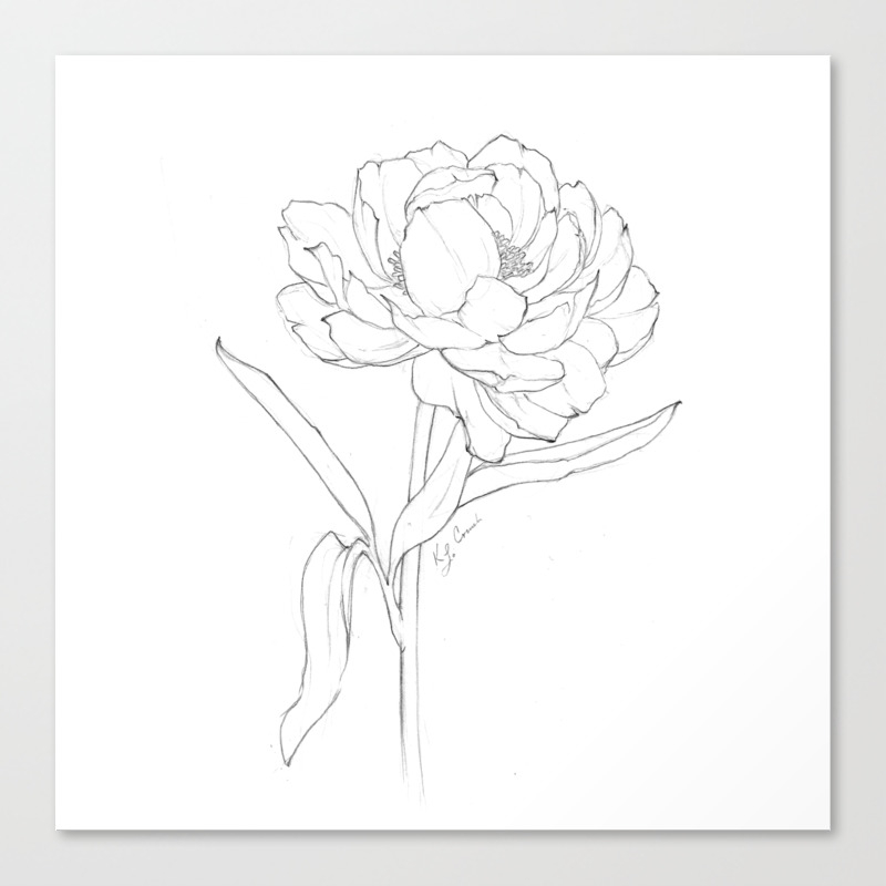 Peony Illustration Floral Line Drawing Canvas Print By Katrinacrouch Society6,How To Draw A Field Goal