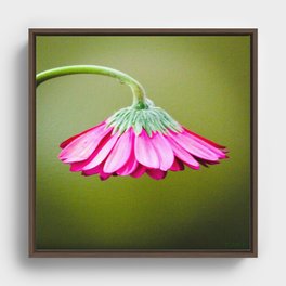 Pink Drooping Flower  Framed Canvas