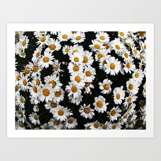 daisies Art Print