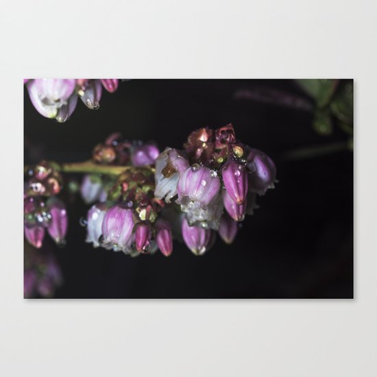 Blueberry blossom rain drops Canvas Print