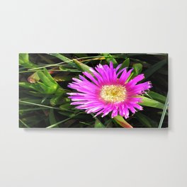 Pink Mesembryanthemum Metal Print | Nature, Photo 