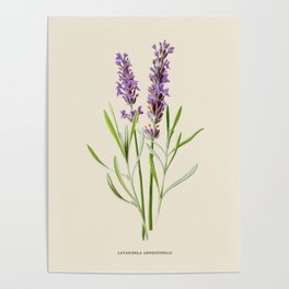 Lavender Antique Botanical Illustration Poster