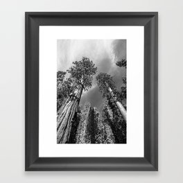 Giant Sequoia Trees in black and white Framed Art Print
