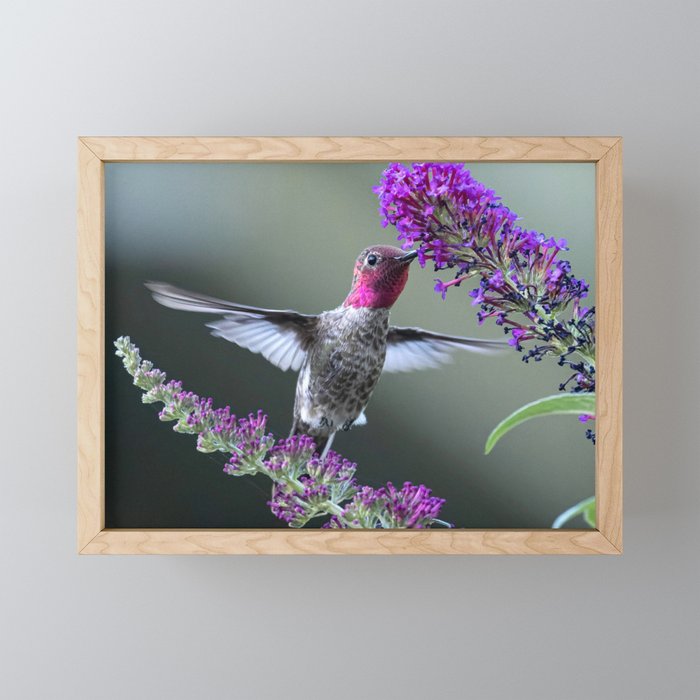 Male Anna'a Hummingbird on Butterfly Bush Framed Mini Art Print