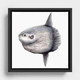 Ocean Sunfish (Mola mola) Framed Canvas