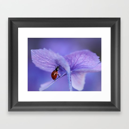 Ladybird on hydrangea Framed Art Print