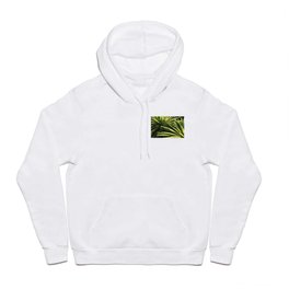 Two Succulents in Shadow and Sunlight Hoody