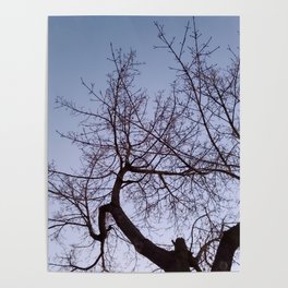 Tree in Evening Light Poster