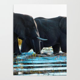 Elephants (Color) Poster