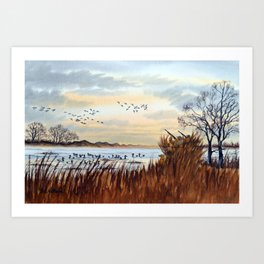 Duck Hunting Season Begins For The Canvasback Art Print