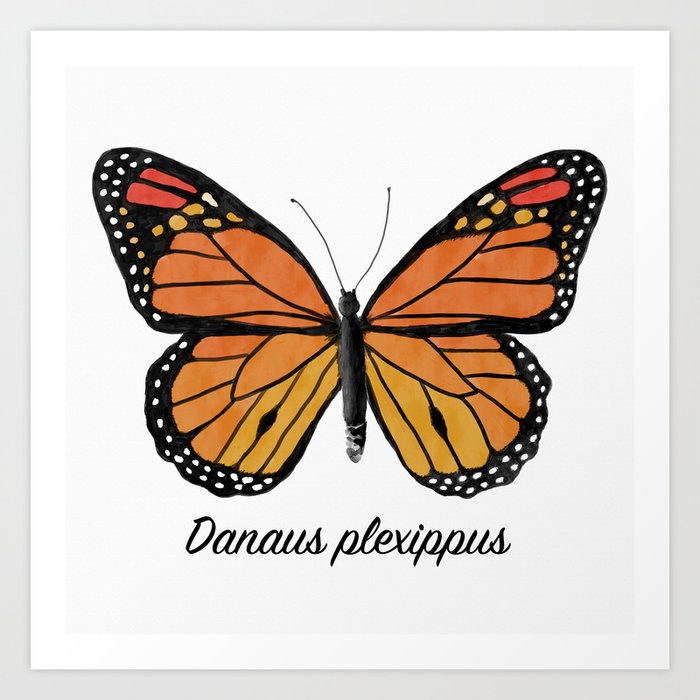 Monarch Butterfly Specimen Art Print