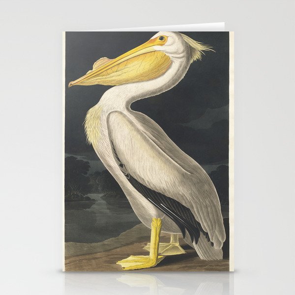 American White Pelican Stationery Cards