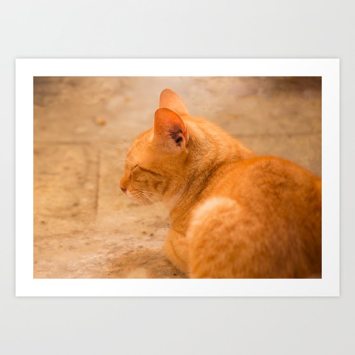 Orange Cat Resting On The Terrace #decor #society6 #buyart Art Print