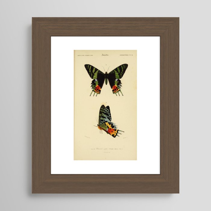 Butterfly Frame 13