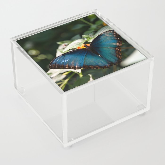 Blue Morpho Butterfly by Andrea Anderegg Acrylic Box