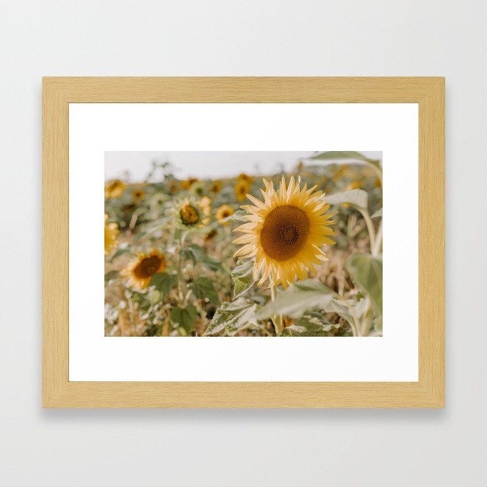 Beautiful sunflower Framed Art Print