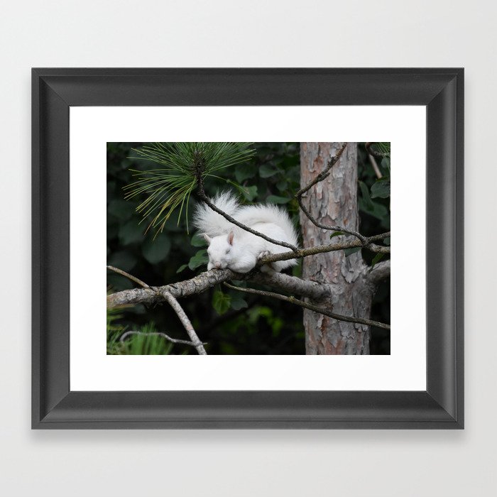 Sleeping Lily the beautiful White Albino Squirrel Framed Art Print