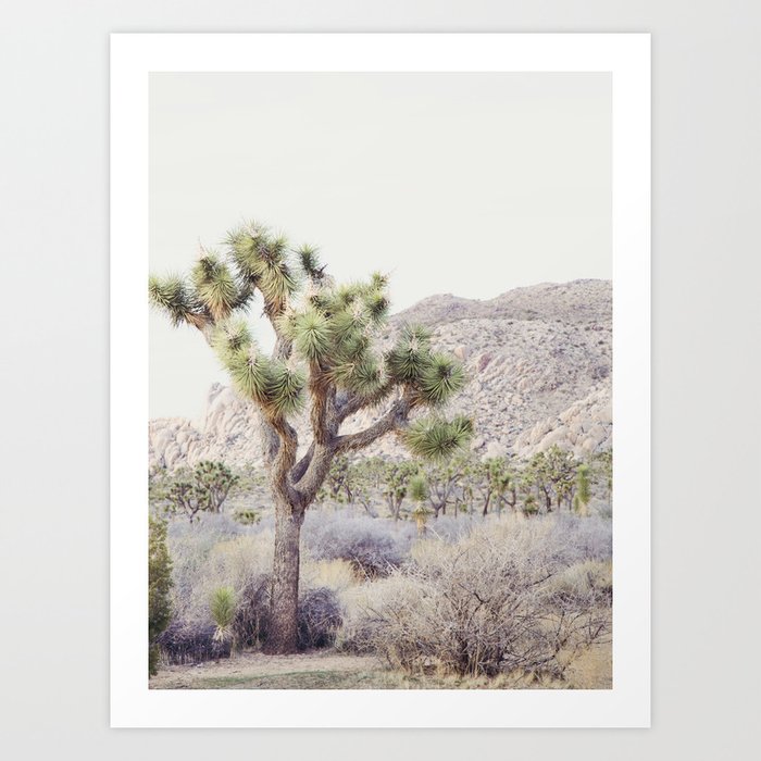 Pale Desert - Joshua Tree Boho Landscape Photography Art Print