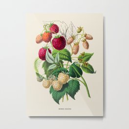 Raspberry Antique Botanical Illustration Metal Print