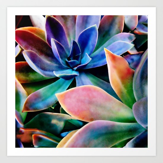 Spectacular Succulents 2 Art Print