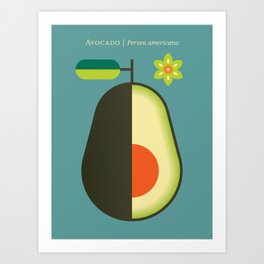 Fruit: Avocado Art Print