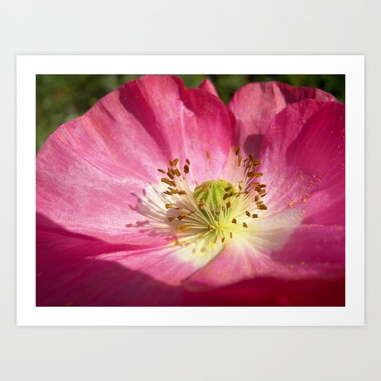 pink bloom focus IX Art Print