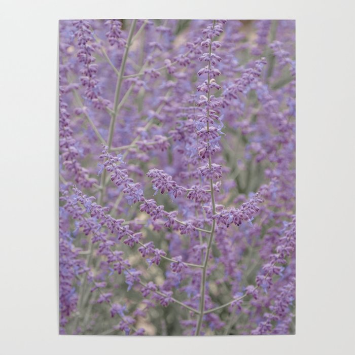 Lavender Field in Brussels Belgium Poster