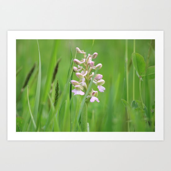 Wild orchid - untouched photography Art Print