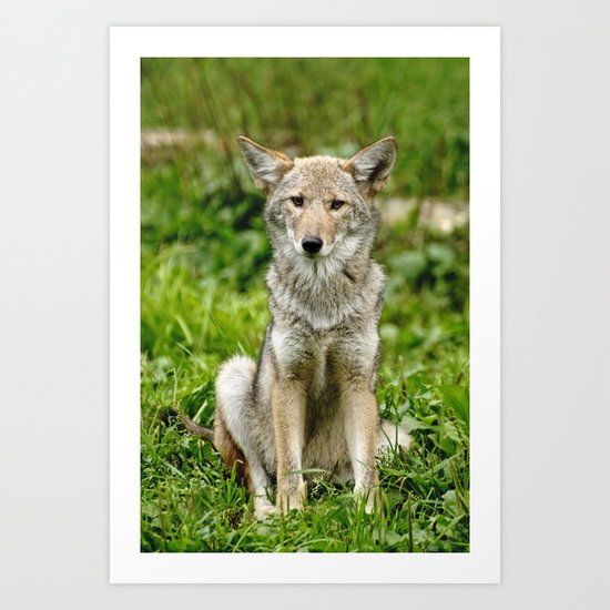 Coyote Art Print