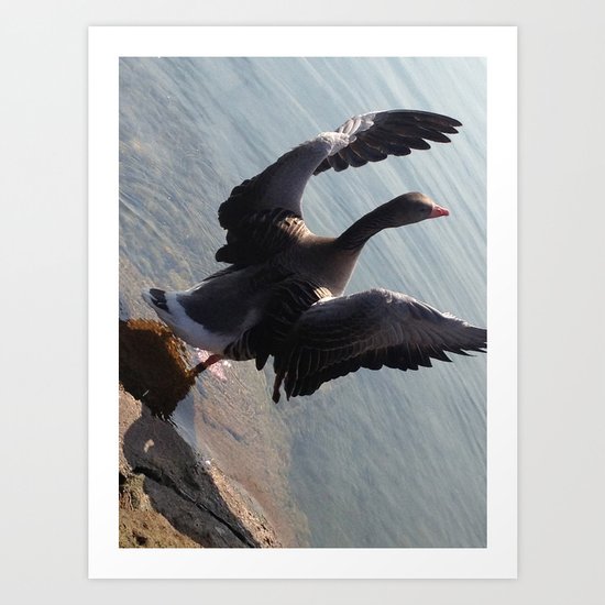 Free again #1 - Goose spreading it's wings Art Print