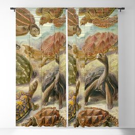 Ernst Haeckel Chelonia Turtles 1904 Funky Quirky Cute Cozy Boho Maximalism Maximalist Poster Blackout Curtain