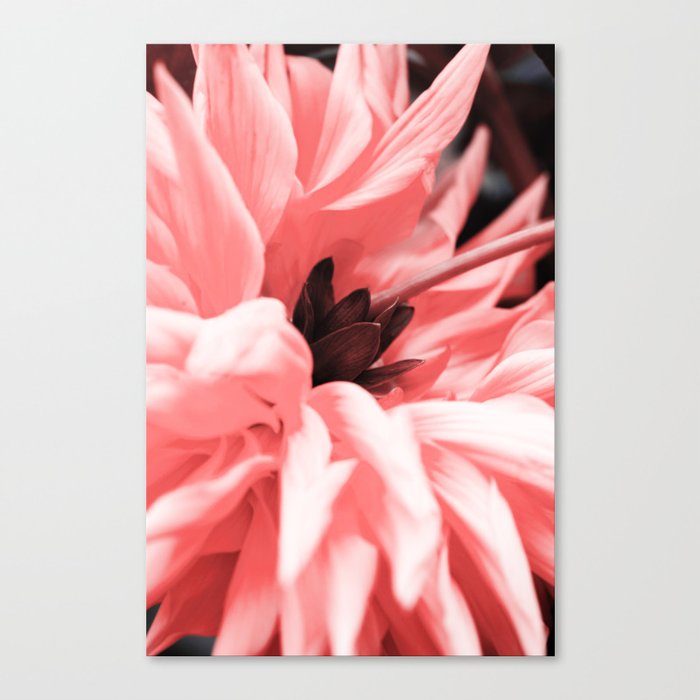 Pink Deer Antler Chrysanthemum Flower Canvas Print