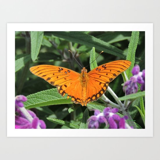 A Gulf Fritillary Shows Wear and Tear Art Print