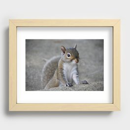 Squirrel Recessed Framed Print