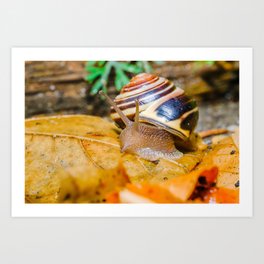 September Snail Photograph Art Print