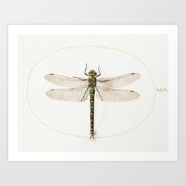 Dragonfly by Joris Hoefnagel Art Print