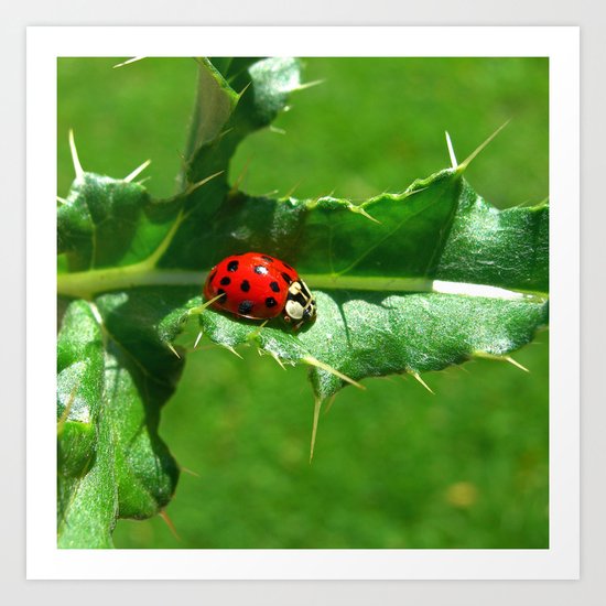 ladybug III Art Print