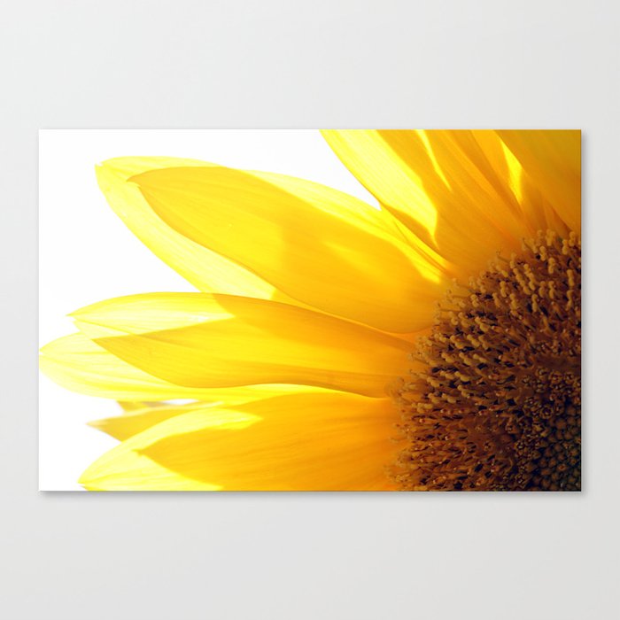 Sunflower 794 Canvas Print